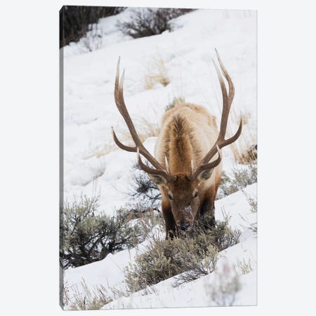 Rocky Mountain bull elk, winter survival Canvas Print #CHE117} by Ken Archer Canvas Art Print