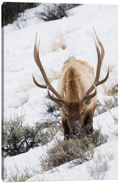 Rocky Mountain bull elk, winter survival Canvas Art Print - Elk Art