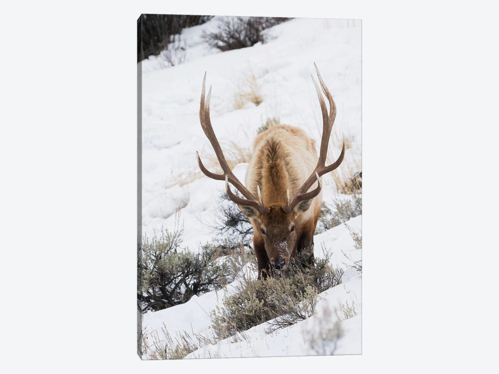Rocky Mountain bull elk, winter survival by Ken Archer 1-piece Canvas Artwork