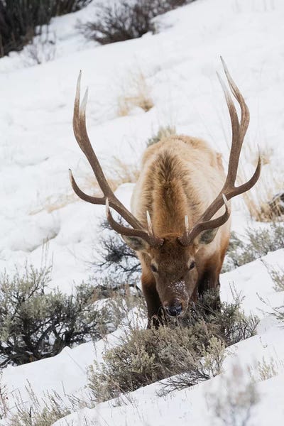 Elk: Rocky Mountain bull elk, winter survival by Ken Archer