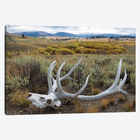 Rocky Mountain elk skull Canvas Print #CHE118} by Ken Archer Canvas Wall Art