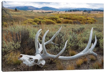 Rocky Mountain elk skull Canvas Art Print