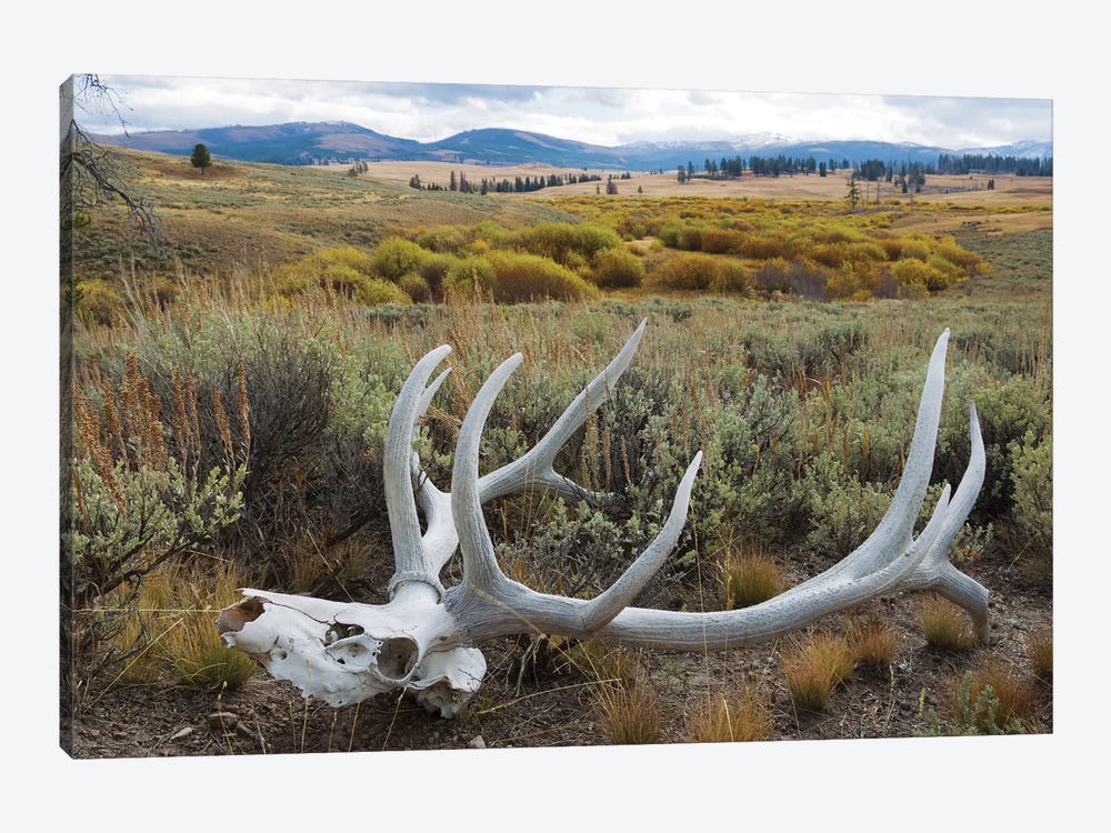 Rocky Mountain elk skull by Ken Archer 1-piece Art Print