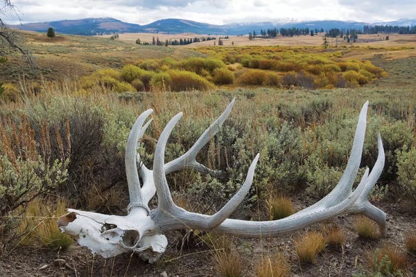 Elk: Rocky Mountain elk skull by Ken Archer