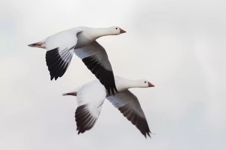 Ross's geese