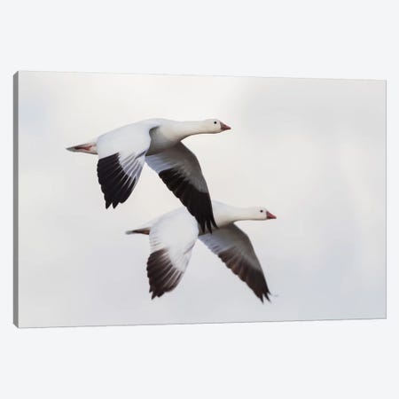 Ross's geese Canvas Print #CHE119} by Ken Archer Canvas Artwork