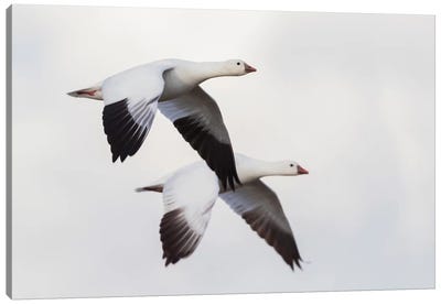 Ross's geese Canvas Art Print - Goose Art