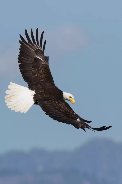 Bald Eagles flying