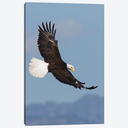 Bald Eagles flying Canvas Print #CHE11} by Ken Archer Canvas Art