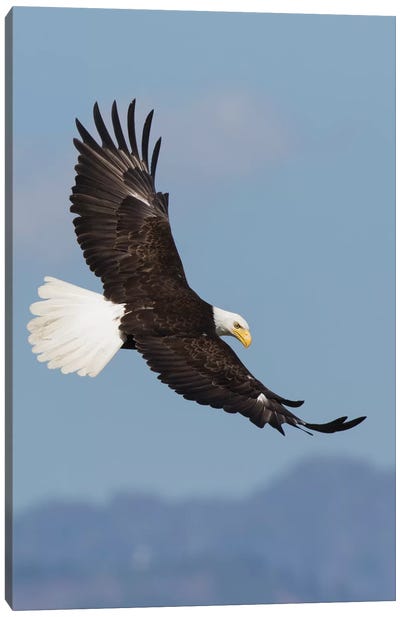 Bald Eagles flying Canvas Art Print - Eagle Art