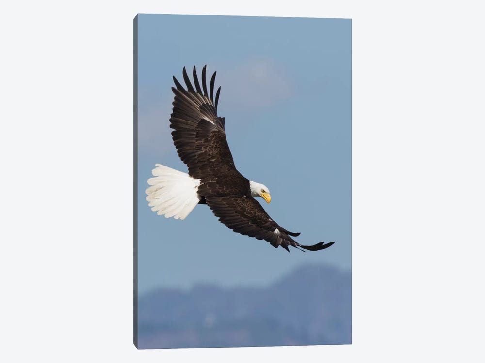Bald Eagles flying by Ken Archer 1-piece Canvas Artwork