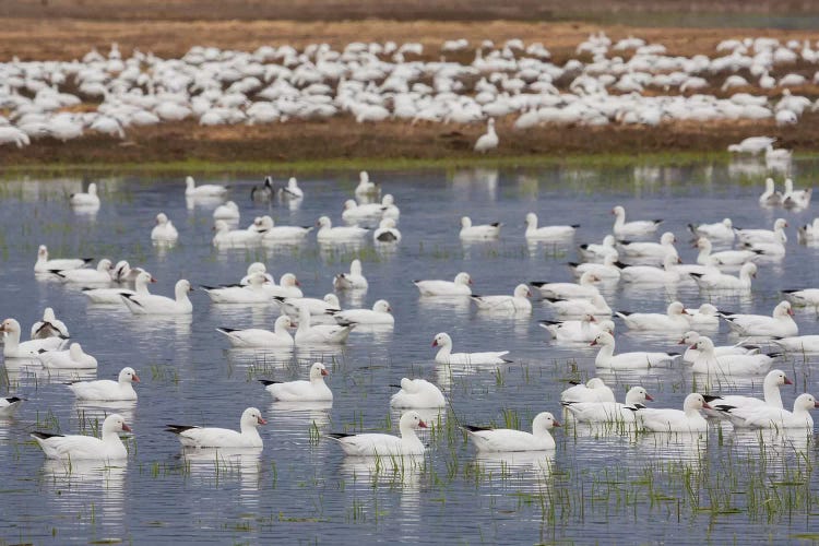 Ross's geese, migration stop