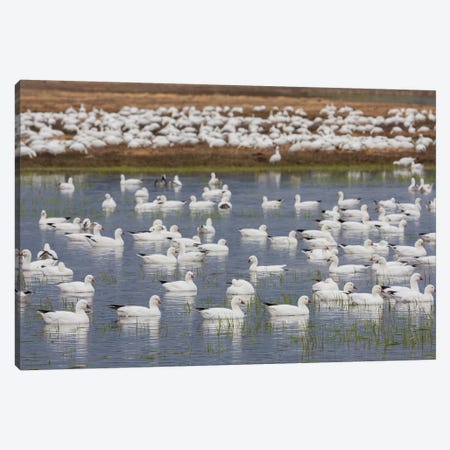 Ross's geese, migration stop Canvas Print #CHE120} by Ken Archer Art Print