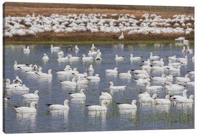 Ross's geese, migration stop Canvas Art Print - Goose Art