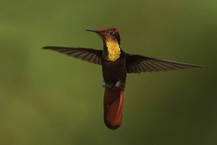 Ruby Topaz Hummingbird