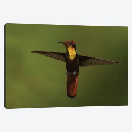 Ruby Topaz Hummingbird Canvas Print #CHE121} by Ken Archer Canvas Print