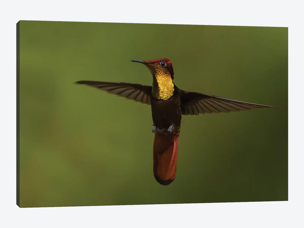 Ruby Topaz Hummingbird by Ken Archer 1-piece Canvas Art Print