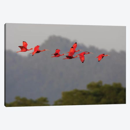Scarlet Ibis flock Canvas Print #CHE122} by Ken Archer Art Print