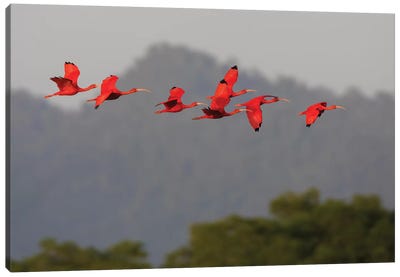 Scarlet Ibis flock Canvas Art Print