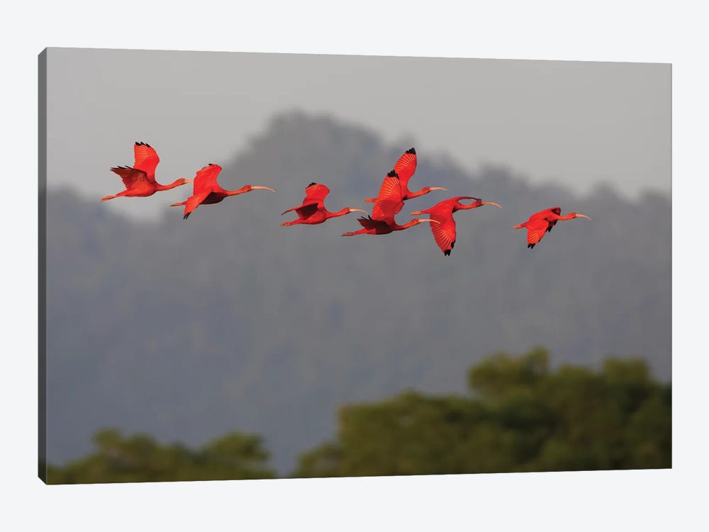 Scarlet Ibis flock by Ken Archer 1-piece Canvas Wall Art