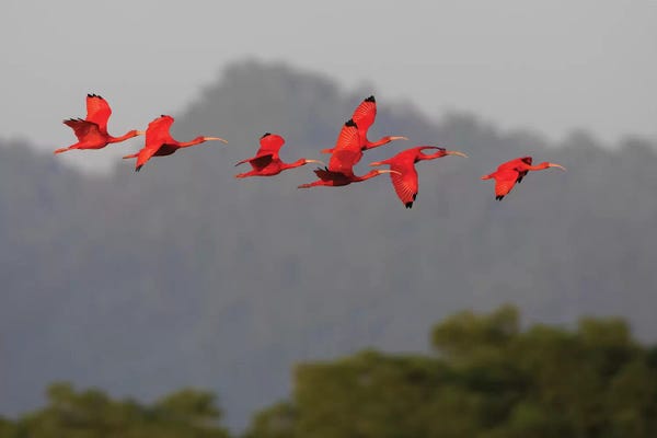Ibises: Scarlet Ibis flock by Ken Archer