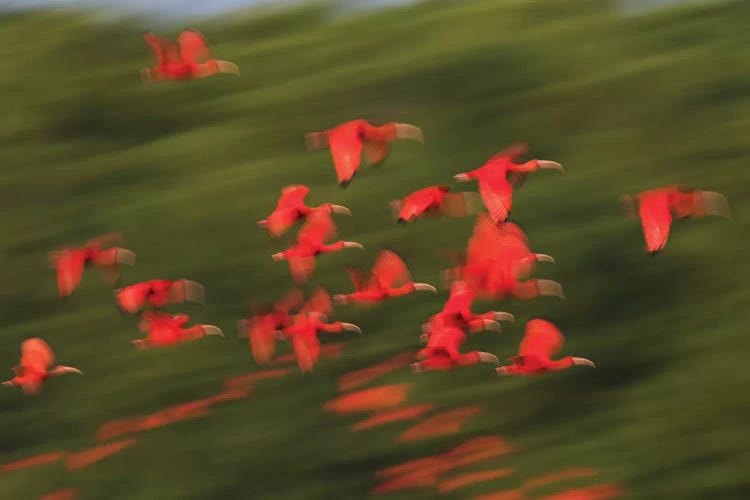 Scarlet Ibis flock flight motion