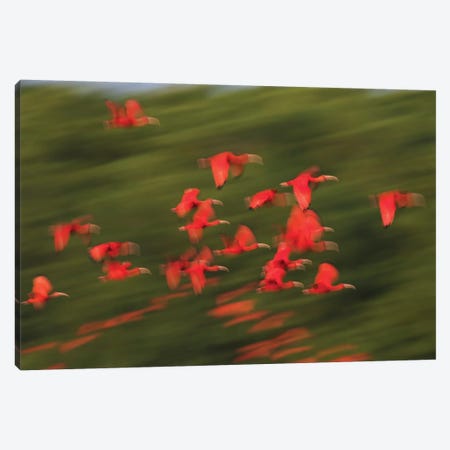 Scarlet Ibis flock flight motion Canvas Print #CHE123} by Ken Archer Canvas Print
