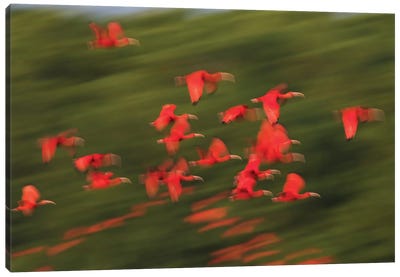 Scarlet Ibis flock flight motion Canvas Art Print