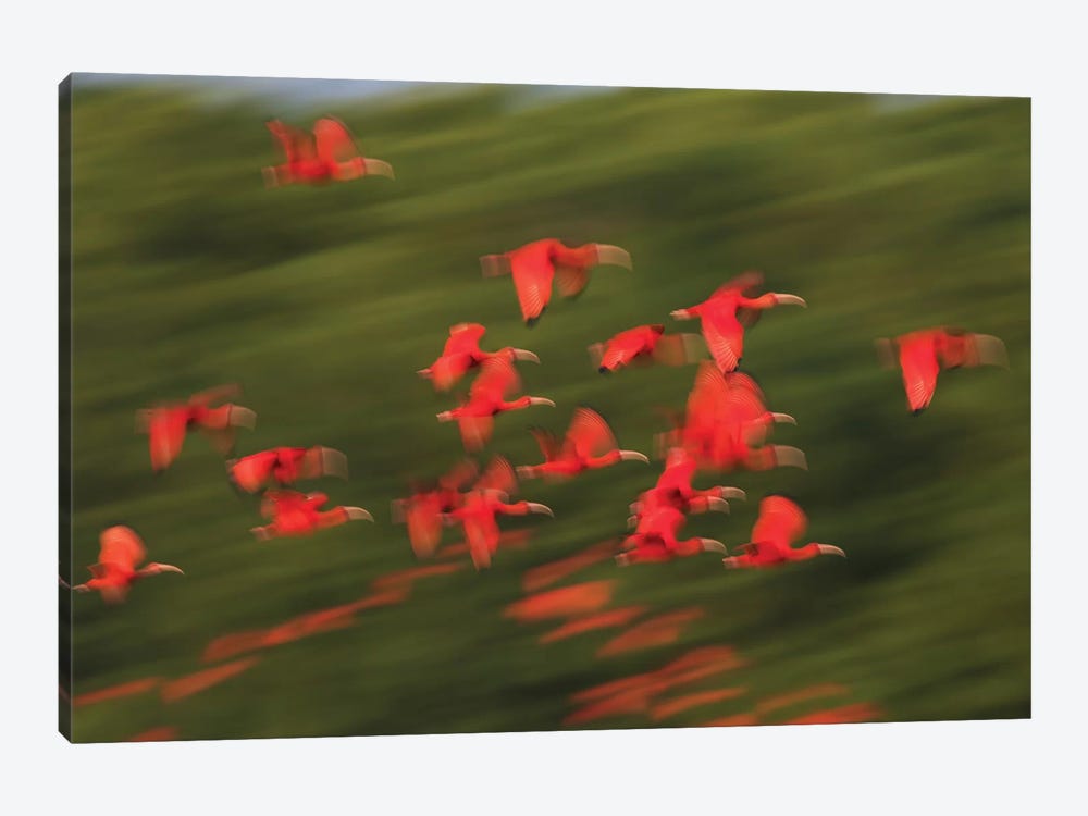 Scarlet Ibis flock flight motion by Ken Archer 1-piece Canvas Art Print
