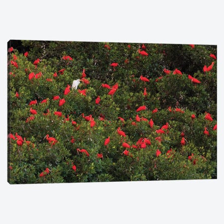 Scarlet Ibis's roosting Canvas Print #CHE124} by Ken Archer Canvas Wall Art