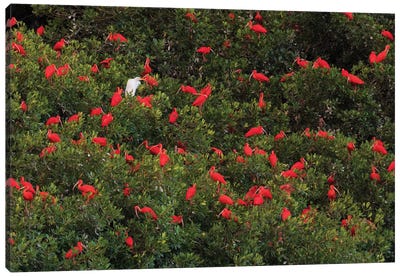 Scarlet Ibis's roosting Canvas Art Print