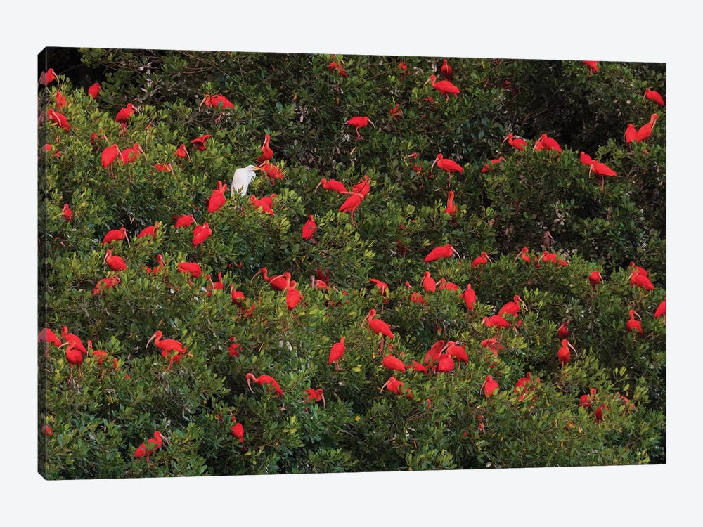 Scarlet Ibis's roosting by Ken Archer 1-piece Canvas Art
