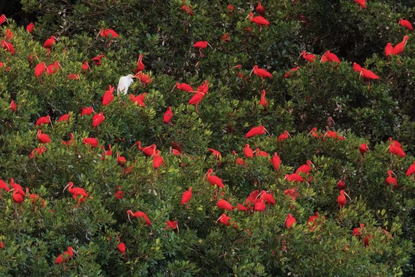 Ibises: Scarlet Ibis's roosting by Ken Archer