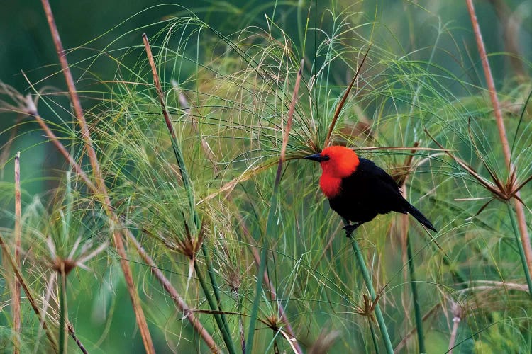 Scarlet-headed blackbird