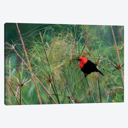 Scarlet-headed blackbird Canvas Print #CHE125} by Ken Archer Canvas Art