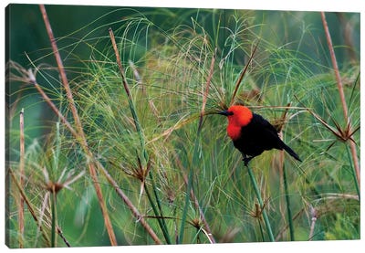 Scarlet-headed blackbird Canvas Art Print