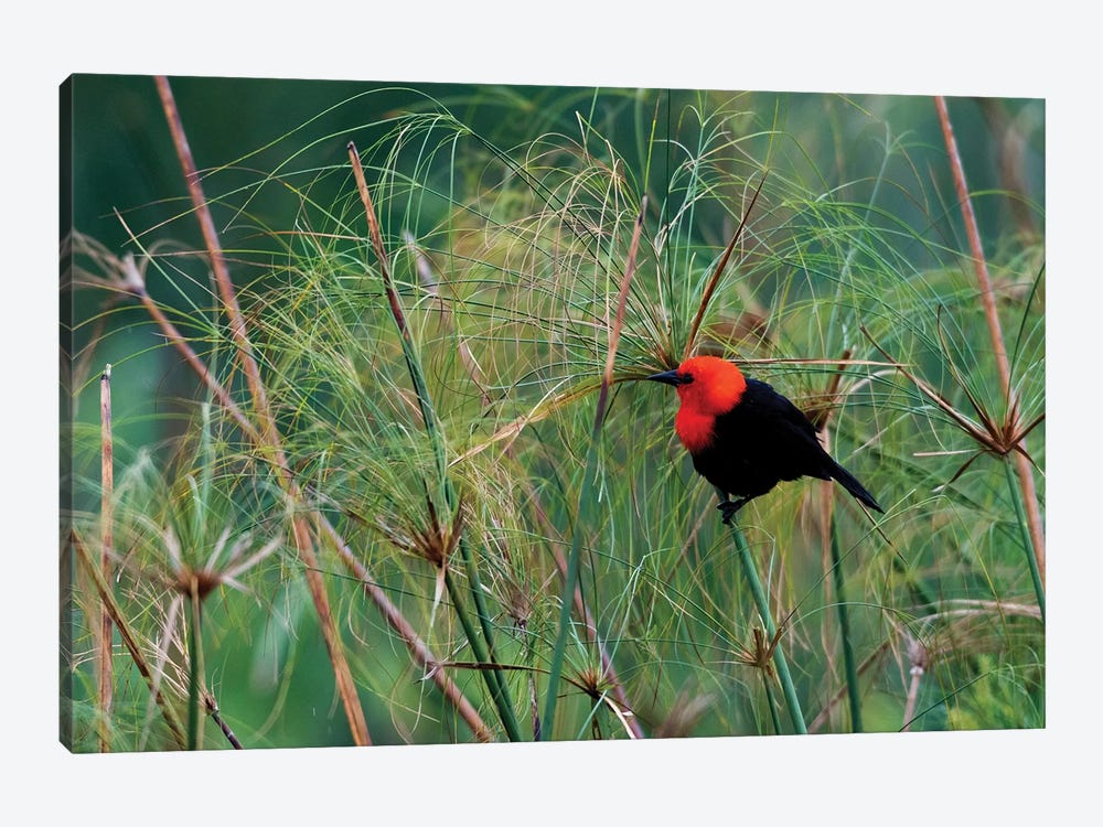 Scarlet-headed blackbird by Ken Archer 1-piece Canvas Art Print