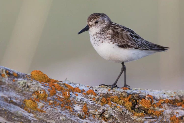 Semipalmated sandpiper