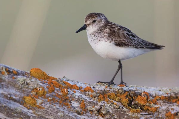 Dingley Green: Semipalmated sandpiper by Ken Archer