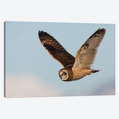 Short-eared owl hunting Canvas Print #CHE127} by Ken Archer Canvas Art
