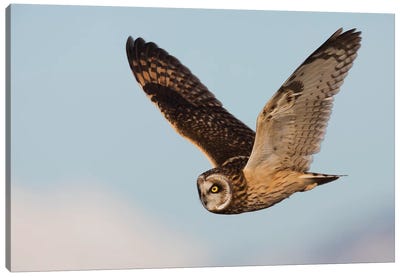 Short-eared owl hunting Canvas Art Print