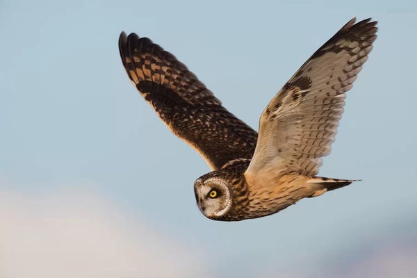 Ken Archer: Short-eared owl hunting by Ken Archer