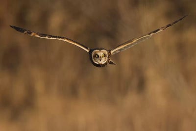 Short-eared owl hunting by Ken Archer canvas print