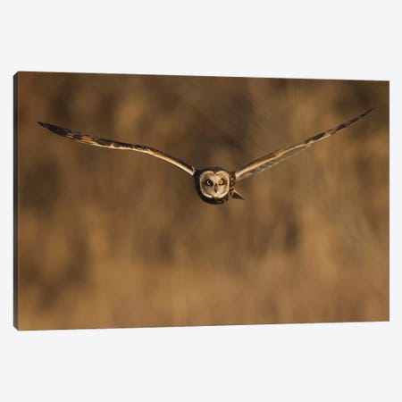 Short-eared owl hunting Canvas Print #CHE128} by Ken Archer Canvas Art Print