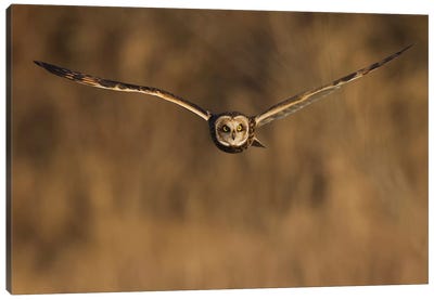Short-eared owl hunting Canvas Art Print