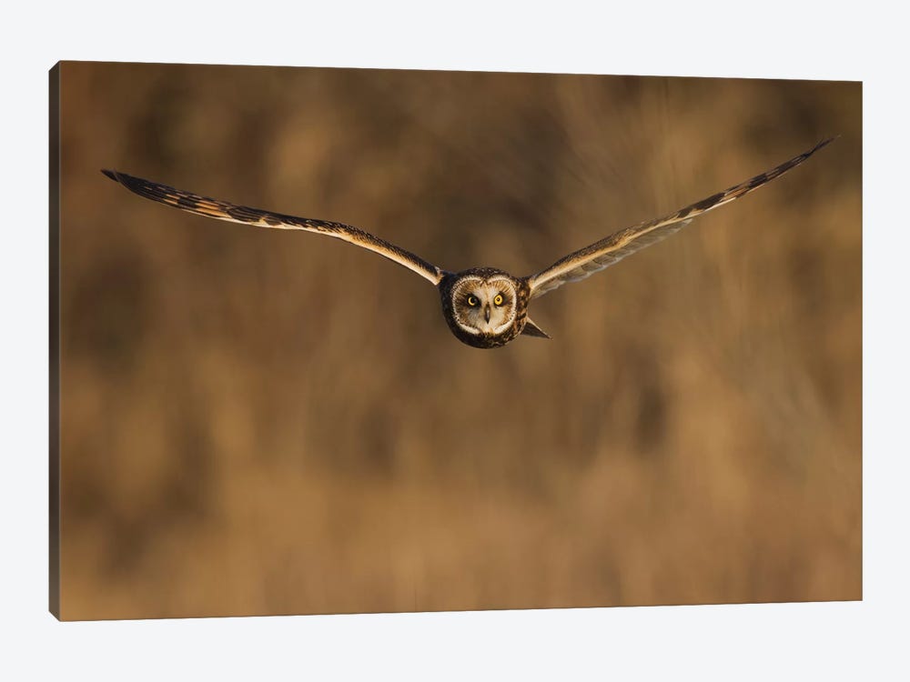 Short-eared owl hunting by Ken Archer 1-piece Canvas Artwork