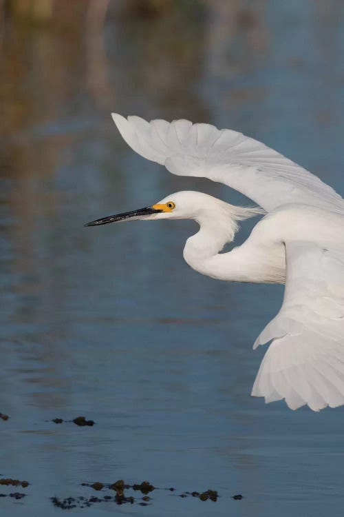 Snowy Egret flying