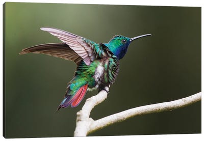 Black-throated Mango Hummingbird, ruffling its feathers, Trinidad and Tobago Canvas Art Print - Hummingbird Art