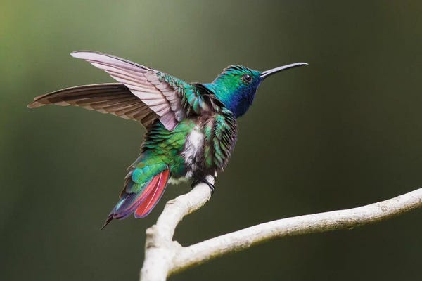 Ken Archer: Black-throated Mango Hummingbird, ruffling its feathers, Trinidad and Tobago by Ken Archer