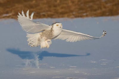 Snowy Owl catching meal by Ken Archer canvas print